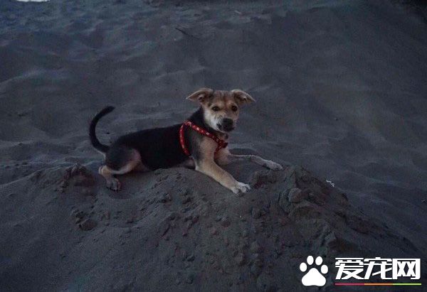 长大18变！小瘦子长大变双下巴的小肥猪