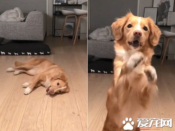 挪威汪汪想吃食物 一系列可爱动作萌化主人