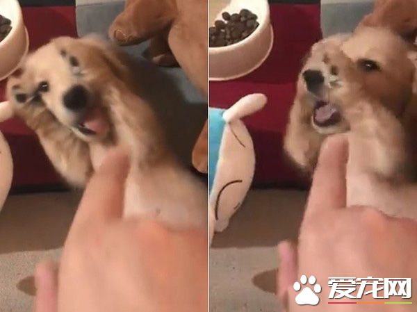 萌狗被骂小坏蛋便会投降 耍赖萌样让主人气消