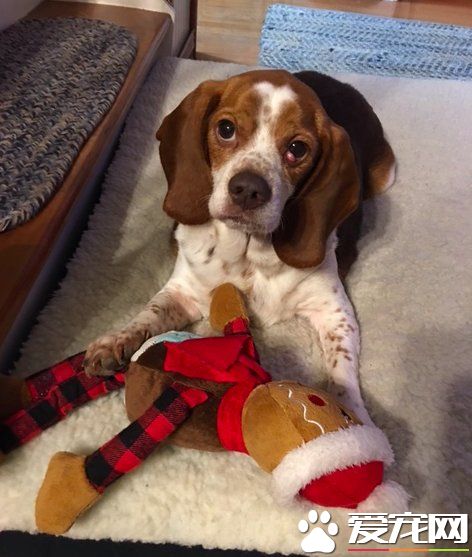 狗狗体重过胖要被安乐死 在志工的帮助下成功减重