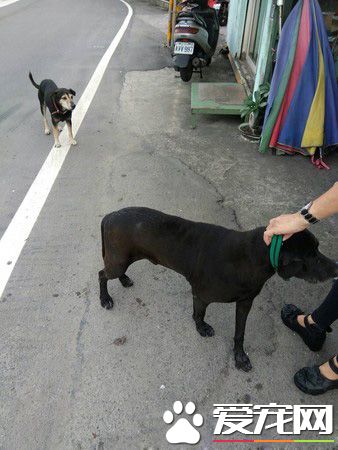 务必系狗链！勿疏纵自家毛孩趴趴走 否则恐将触法