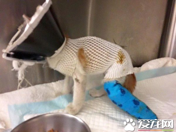 阿嬷的跟屁虫 被截肢猫咪暖心陪伴老人