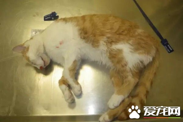 恐怖虐猫事件！女子报警声称自家猫咪中毒了