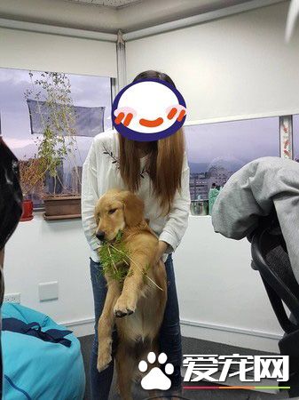 採花贼!调皮阿金采花被马麻抓包模样超可爱