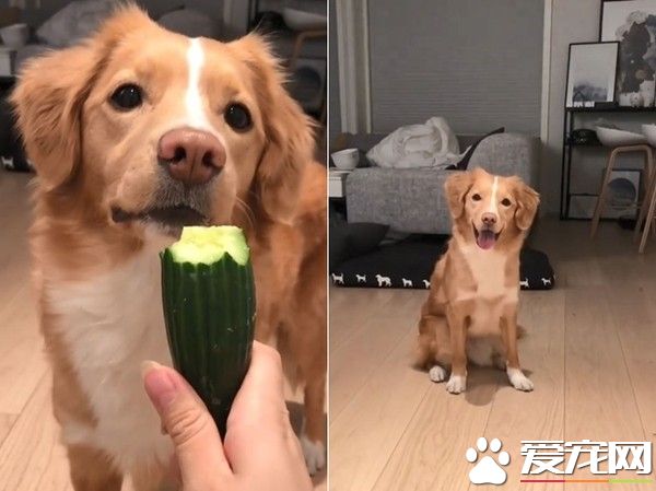 挪威汪汪想吃食物 一系列可爱动作萌化主人