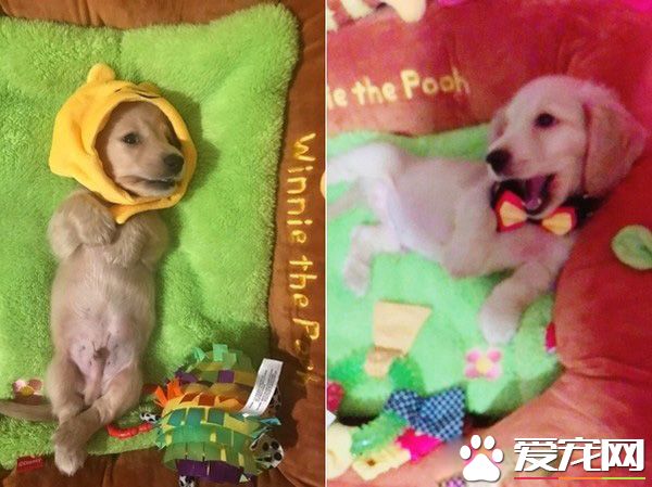 萌狗被骂小坏蛋便会投降 耍赖萌样让主人气消