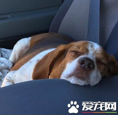 狗狗体重过胖要被安乐死 在志工的帮助下成功减重