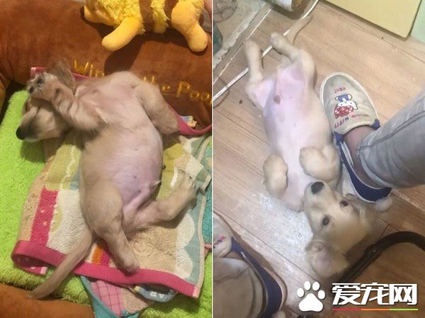 萌狗被骂小坏蛋便会投降 耍赖萌样让主人气消