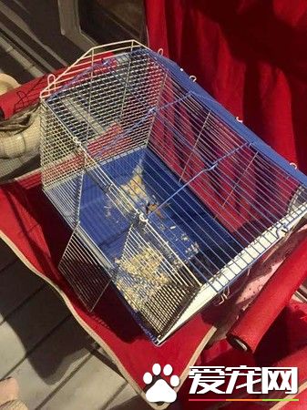 可爱小仓鼠被狠心遗弃 幸遇女子救回收编回家