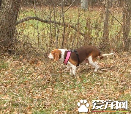 狗狗体重过胖要被安乐死 在志工的帮助下成功减重