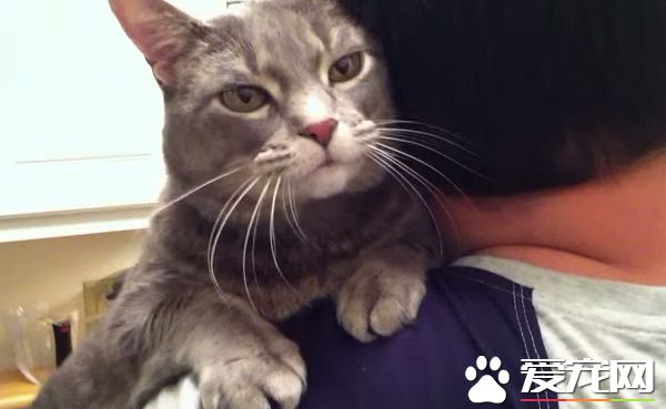 看得人都要融化啦！超会撒娇的喵星人