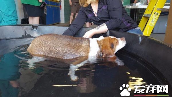 狗狗体重过胖要被安乐死 在志工的帮助下成功减重