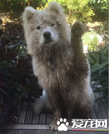澳洲萨摩耶超可爱打招呼方式 俘获网友的小心心