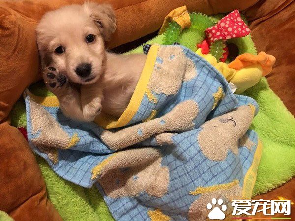 萌狗被骂小坏蛋便会投降 耍赖萌样让主人气消