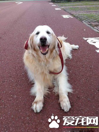 採花贼!调皮阿金采花被马麻抓包模样超可爱