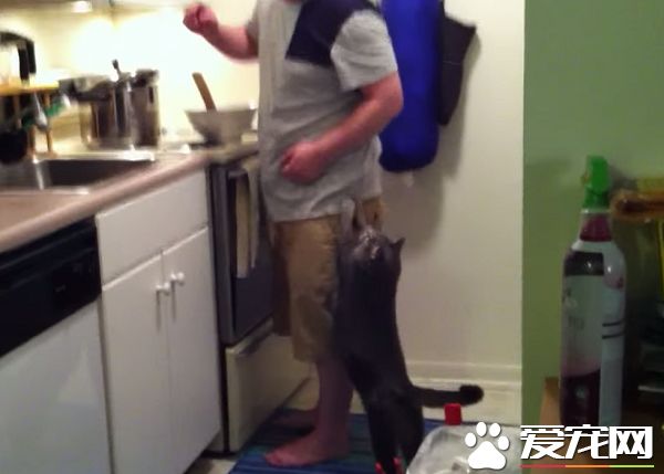 看得人都要融化啦！超会撒娇的喵星人