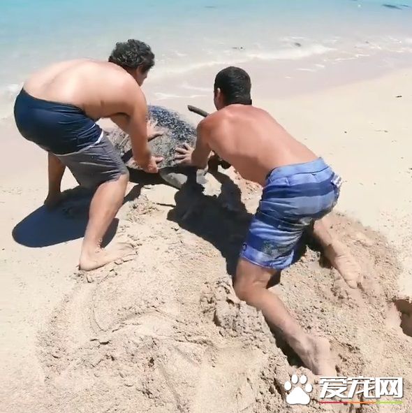 澳洲男子游玩发现受困海龟 暖心就了海龟一命