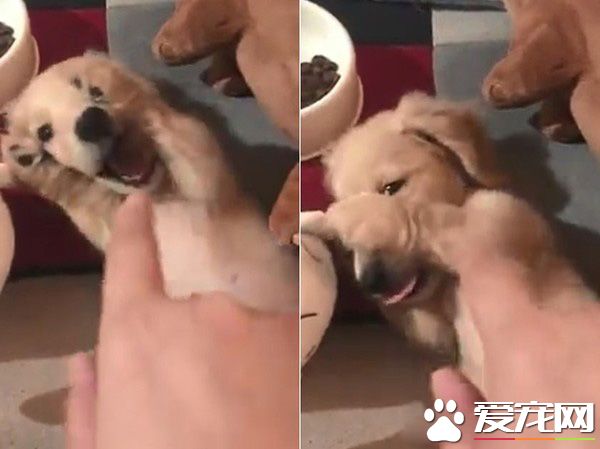 萌狗被骂小坏蛋便会投降 耍赖萌样让主人气消