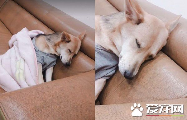 长大18变！小瘦子长大变双下巴的小肥猪