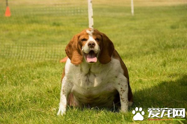 狗狗体重过胖要被安乐死 在志工的帮助下成功减重