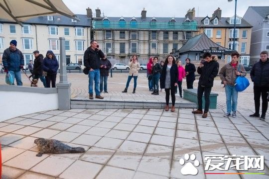 误闯人类世界的小海豹 卖萌微服出巡引众人围观