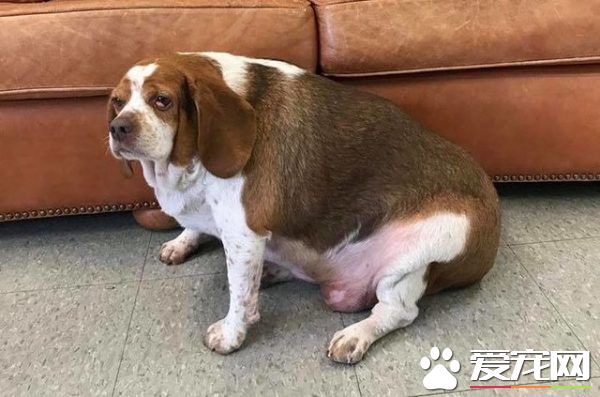 狗狗体重过胖要被安乐死 在志工的帮助下成功减重