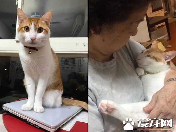 阿嬷的跟屁虫 被截肢猫咪暖心陪伴老人