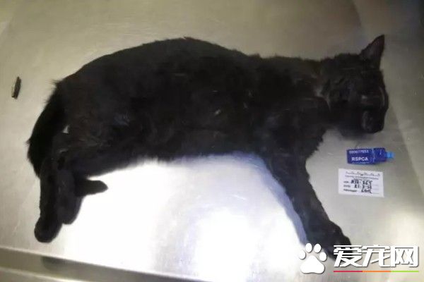 恐怖虐猫事件！女子报警声称自家猫咪中毒了