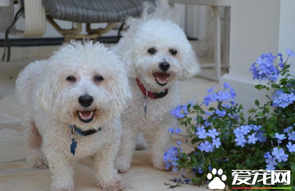 泰迪可不可以吃蛋黄