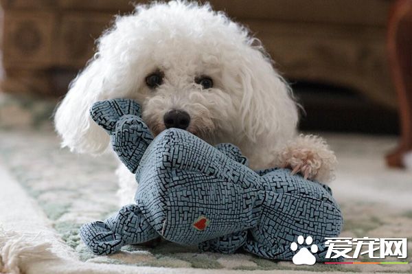 泰迪可不可以吃香蕉吗