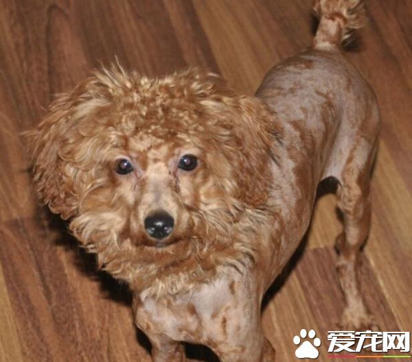 泰迪毛不卷怎么回事