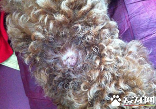 泰迪毛不卷怎么回事