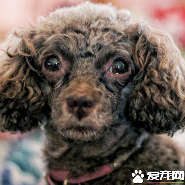 泰迪腿断了能自愈吗