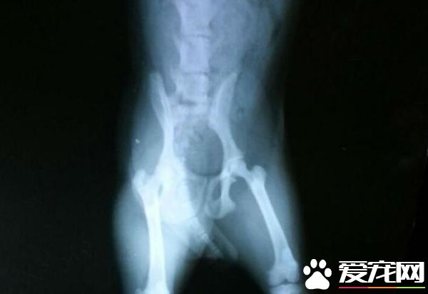 泰迪腿断了能自愈吗