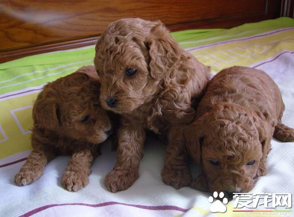 泰迪毛少是怎么回事