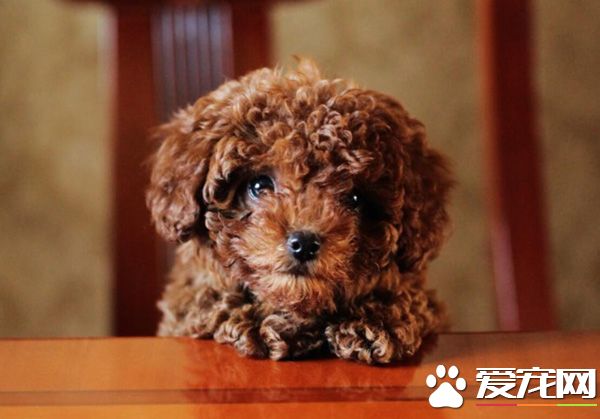 泰迪毛不卷怎么回事