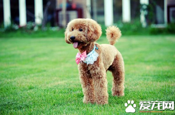 泰迪可不可以喝牛奶