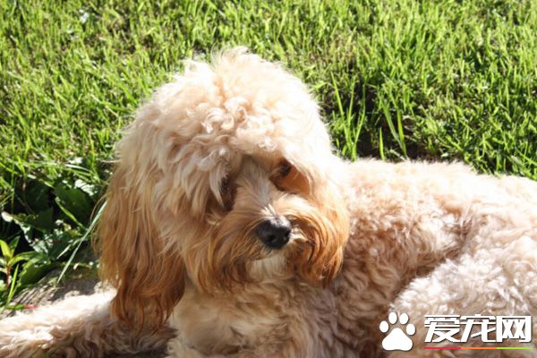 泰迪毛少是怎么回事