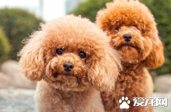 泰迪可不可以吃火腿肠