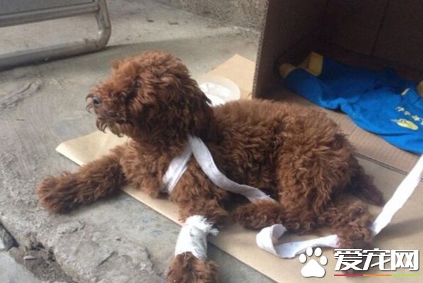 泰迪腿断了能自愈吗