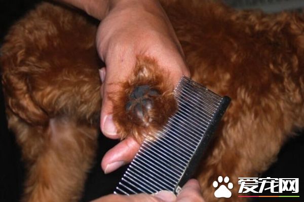 泰迪毛不卷怎么回事