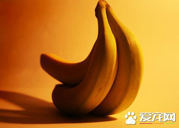 泰迪可不可以吃香蕉吗