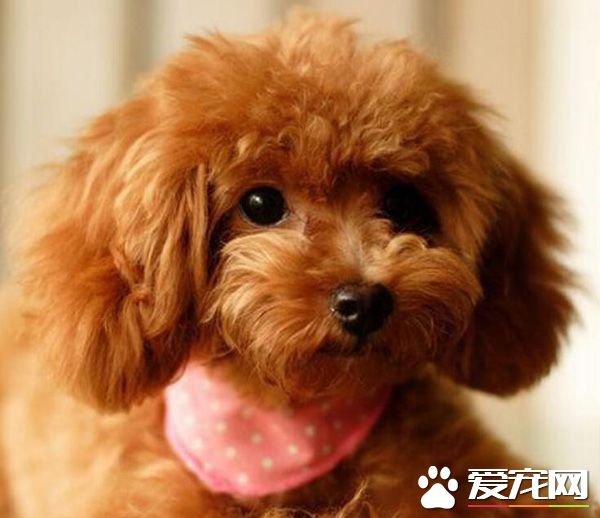 泰迪可不可以吃火龙果