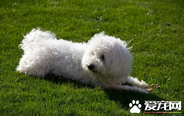 泰迪可不可以喝牛奶