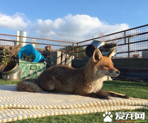 不请自来的天兵狐狸 擅自加入晒太阳行列