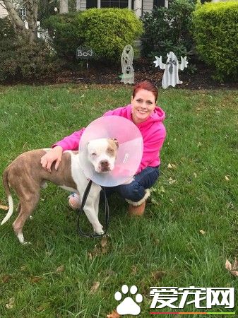 比特犬被主人绑树上虐待 幸得志工和警察帮助获得解救