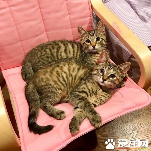 在妈妈的指导之下 小女孩超有慧根成为称职猫奴