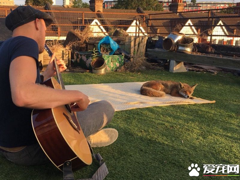 不请自来的天兵狐狸 擅自加入晒太阳行列