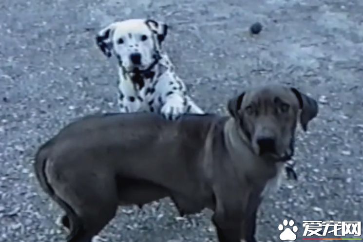 萌狗傻傻听不懂主人指令 同伴无奈当场动手教学