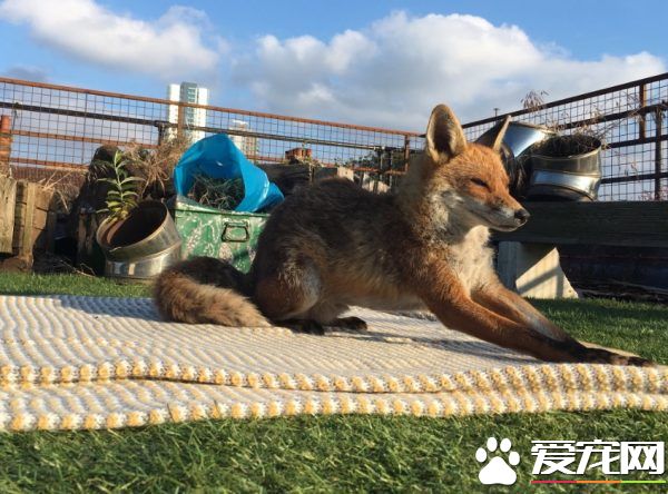 不请自来的天兵狐狸 擅自加入晒太阳行列